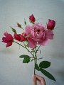 Rosa Aoi